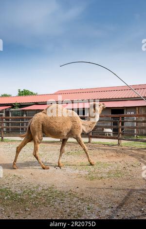 Arabischer Dromedar ein Hummelkamel in einem Zoo. Karditsa, Griechenland Stockfoto