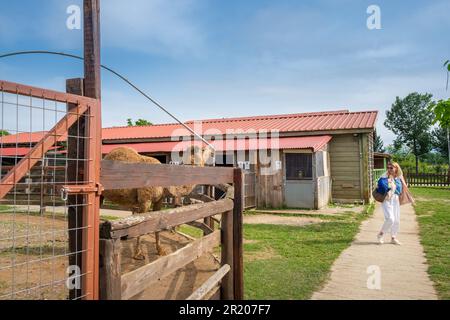 Arabische Dromedar, ein Hummelkamel im Zoo und eine Frau, die sie anstarrt. Karditsa, Griechenland Stockfoto