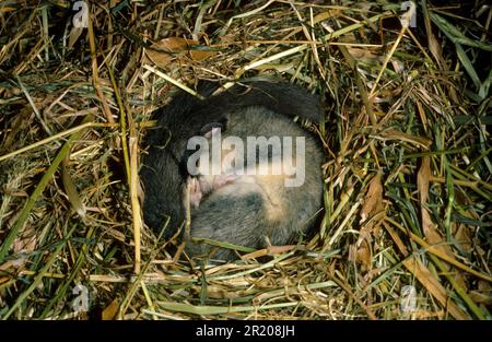 Fette essbare Dormaus (Glis glis) Nahaufnahme, Winterschlaf, in einem Ball zusammengerollt Stockfoto