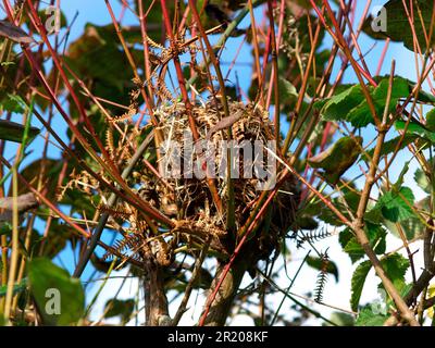 Hazel Dormouse (Muscardinus avellanarius) Nest, on European spindle (Euonymus europaeus) in Hedgerow, Devon, England, Vereinigtes Königreich Stockfoto