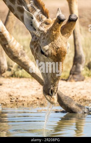 Giraffe Trinkwasser, Nahaufnahme des Kopfes des Tieres, Gesicht auf der Wasseroberfläche. Kalahari, Kgalagadi Transfrontier Park, Südafrika Stockfoto