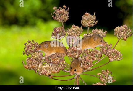 Zwergmaus eurasische Mäuse (Micromys minutus), Zwergmäuse, Mäuse, Nagetiere, Säugetiere, Tiere, Harvest Mouse, drei Erwachsene, klettern auf Alexanders Stockfoto