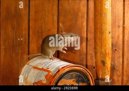 House Mouse (Mus musculus) adult, steht auf einer Farbdose im Gartenschuppen, Midlands, England, Großbritannien Stockfoto