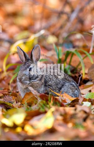 Östlicher Katzenschwanz (Sylvilagus floridanus), Erwachsener, zwischen gefallenen Blättern (U.), S. A. Herbst Stockfoto