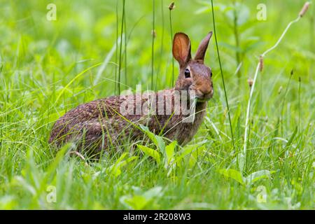 Östlicher Katzenschwanz (Sylvilagus floridanus), Erwachsene, Fütterung von Gras (U.) S.A. Stockfoto