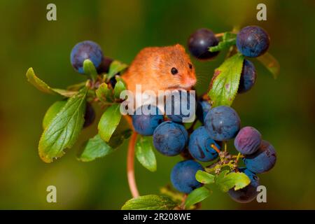 Zwergmaus, eurasische Mäuse (Micromys minutus), Mäuse, Maus, Nagetiere, Säugetiere, Tiere, Ernte-Maus, Erwachsener, auf Sanddorn klettern (Prunus Stockfoto