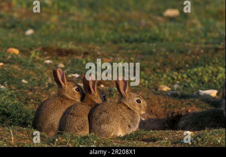 Europäisches Kaninchen (Oryctolagus cuniculus) drei Jungtiere in Folge Stockfoto