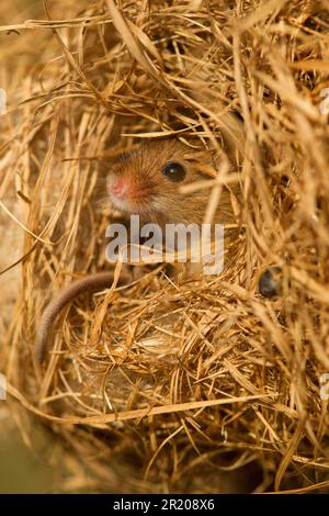 Zwergmaus, eurasische Mäuse (Micromys minutus), Mäuse, Maus, Nagetiere, Säugetiere, Tiere, Erntemaus, Erwachsene, beim Brutnest in Schilf Stockfoto