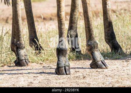 Giraffenfüße nähern sich den langen Füßen und Hufen. Kalahari, Kgalagadi Transfrontier Park, Südafrika Stockfoto