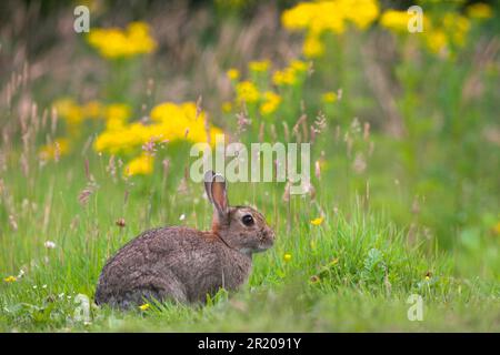 Ausgewachsener europäischer Kaninchen (Oryctolagus cuniculus), der im Grasland, Edinburgh, Schottland, im Sommer sitzt Stockfoto