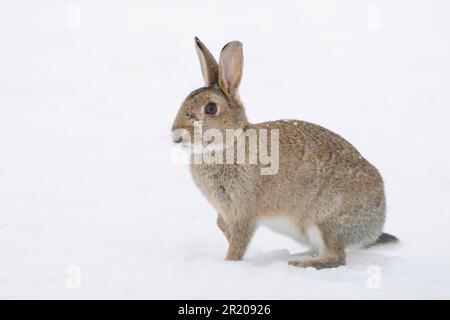 Ausgewachsener europäischer Kaninchen (Oryctolagus cuniculus) im Schnee, Suffolk, England, Vereinigtes Königreich Stockfoto