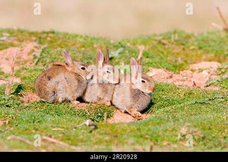 Europäisches Kaninchen (Oryctolagus cuniculus), drei Babys, die außerhalb von warren, Suffolk, England, Vereinigtes Königreich, sitzen Stockfoto