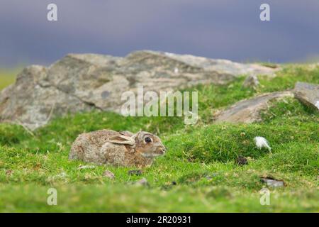 Ausgewachsener europäischer Kaninchen (Oryctolagus cuniculus), niedrig gehalten, um Raubtiere zu vermeiden, Unst, Shetland Islands, Schottland, Vereinigtes Königreich Stockfoto