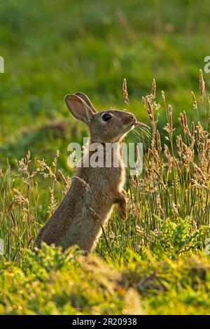 Ausgewachsener europäischer Kaninchen (Oryctolagus cuniculus), auf Hinterbeinen stehend, Fütterung von Gras in Obstgärten, Kent, England, Sommer Stockfoto