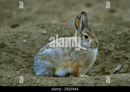 Berghüttenschwanz, Kaninchen, Nagetiere, Säugetiere, Tiere, Nuttalls Cottontail (Sylvilagus nuttallii) sitzt Stockfoto