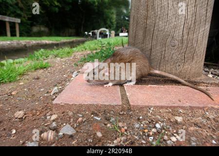 Norwegische Ratte, braune Ratte (Rattus norvegicus), Nagetiere, Ratte, Ratte, Säugetiere, Tiere, Braunratte, ausgewachsen, auf Kanalufer stehend, England, august (in Gefangenschaft) Stockfoto