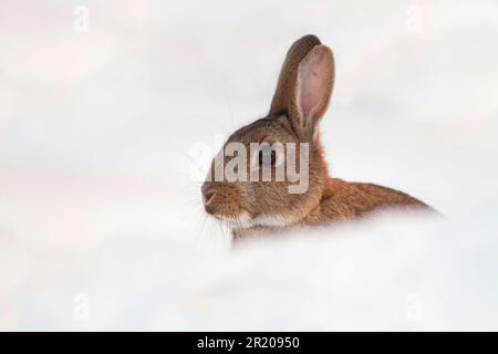 Ausgewachsener europäischer Kaninchen (Oryctolagus cuniculus), der in einem schneebedeckten Garten sitzt, Chirnside, Berwickshire, Schottland, Vereinigtes Königreich Stockfoto