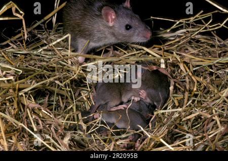 Braune Ratte (Rattus norvegicus) Nahaufnahme eines Jungtieres mit Nest junger Tiere Stockfoto