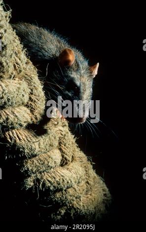 Braune Ratte (Rattus norvegicus) Kopf und Rücken über ein dickes Seil. Weltweit Stockfoto