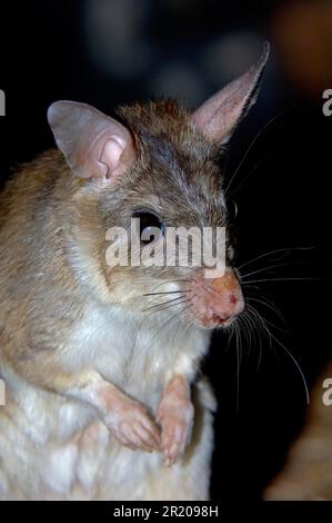 Votsotsa, Madagaskar-Riesenratte, Votsotsas, madagassische Riesenratten (Hypogeomys antimena), Nagetiere, Säugetiere, Tiere, Riesensprungratte Erwachsene, Nahaufnahme Stockfoto