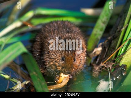 Östliche Spitzmaus, europäische Wühlmaus (Arvicola terrestris), Wasserratte, Spitzmaus, Wiesenmaus, Wasserratte, Spitzel, Wiesenwühlmäuse, Mäuse, Maus, Nagetiere Stockfoto