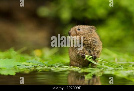 Wasservole (Arvicola terrestris), vier bis fünf Wochen alt, jung, ernähren sich von Blättern im Wasser, Kent, England, Vereinigtes Königreich Stockfoto