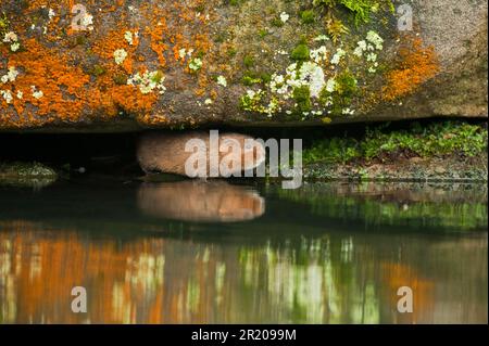 Östliche Wühlmaus, europäische Wehrmaus (Arvicola terrestris), Wasserratte, Wassermaus, Wasserratte, Spitzmaus, Mäuse, Mäuse, Nagetiere, Säugetiere, Tiere, Wasser Stockfoto