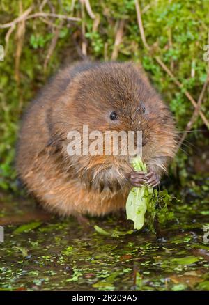 Östliche Wühlmaus, europäische Wühlmaus (Arvicola terrestris), Wasserratte, Wühlmaus, Wassermaus, Wühlmäuse, Mäuse, Mäuse, Nagetiere, Säugetiere Stockfoto