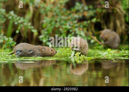 Wasservole (Arvicola terrestris), vier bis fünf Wochen alt, jung, ernähren sich von Blättern im Wasser, Kent, England, Vereinigtes Königreich Stockfoto