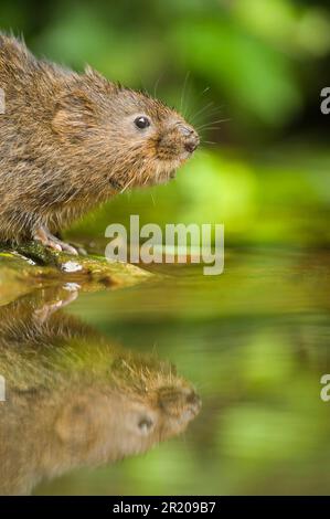 Östliche Wühlmaus, europäische Wehrmaus (Arvicola terrestris), Wasserratte, Wassermaus, Wasserratte, Spitzmaus, Mäuse, Mäuse, Nagetiere, Säugetiere, Tiere, Wasser Stockfoto