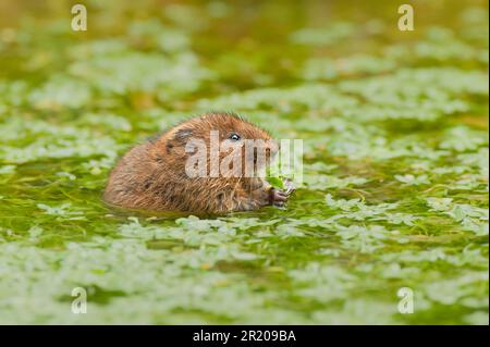 Östliche Wühlmaus, europäische Wehrmaus (Arvicola terrestris), Wasserratte, Wassermaus, Wasserratte, Spitzmaus, Mäuse, Mäuse, Nagetiere, Säugetiere, Tiere, Wasser Stockfoto