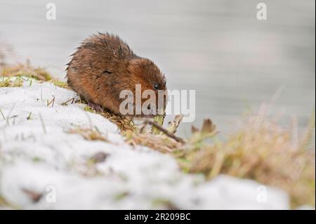 Östliche Wühlmäuse, europäische Wühlmäuse (Arvicola terrestris), Wasserratte, Wühlmäuse, Wasserratte, Spitzhasen, Wühlmäuse, Mäuse, Maus, Nagetiere, Säugetiere Stockfoto