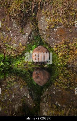 Östliche Wühlmaus, europäische Wühlmaus (Arvicola terrestris), Wasserratte, Wühlmaus, Wassermaus, Wühlmäuse, Mäuse, Mäuse, Nagetiere, Säugetiere Stockfoto