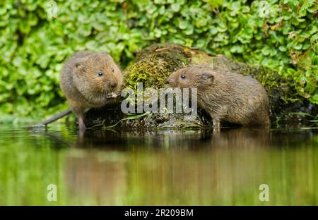 Wasservole (Arvicola terrestris), vier bis fünf Wochen alt, jung, ernähren sich von Blättern im Wasser, Kent, England, Vereinigtes Königreich Stockfoto