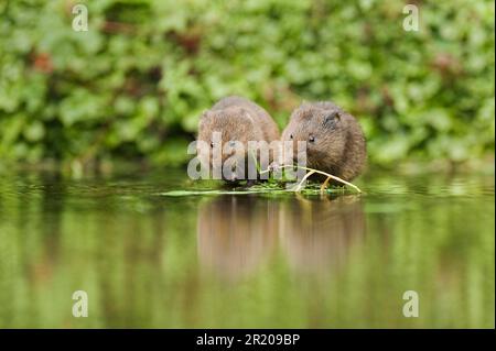 Wasservole (Arvicola terrestris), vier bis fünf Wochen alt, jung, ernähren sich von Blättern im Wasser, Kent, England, Vereinigtes Königreich Stockfoto