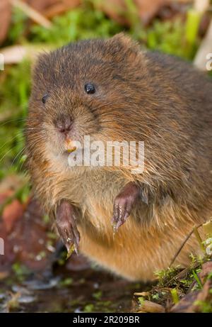 Östliche Wühlmaus, europäische Wehrmaus (Arvicola terrestris), Wasserratte, Wassermaus, Wasserratte, Spitzmaus, Mäuse, Mäuse, Nagetiere, Säugetiere, Tiere, Wasser Stockfoto