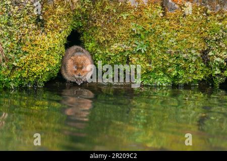 Östliche Wühlmaus, europäische Wehrmaus (Arvicola terrestris), Wasserratte, Wassermaus, Wasserratte, Spitzmaus, Mäuse, Mäuse, Nagetiere, Säugetiere, Tiere, Wasser Stockfoto