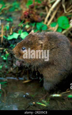 Östliche Wühlmaus, europäische Wehrmaus (Arvicola terrestris), Wasserratte, Wassermaus, Wasserratte, Spitzmaus, Mäuse, Mäuse, Nagetiere, Säugetiere, Tiere, Wasser Stockfoto