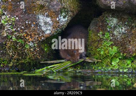 Östliche Wühlmaus, europäische Wühlmaus (Arvicola terrestris), Wasserratte, Wühlmaus, Wassermaus, Wühlmäuse, Mäuse, Mäuse, Nagetiere, Säugetiere Stockfoto