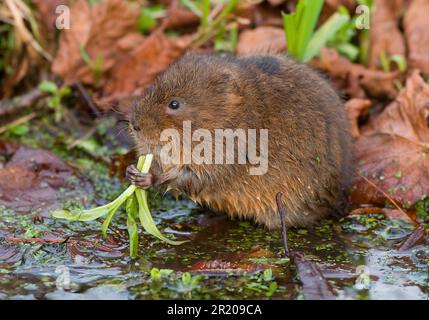 Östliche Wühlmaus, europäische Wühlmaus (Arvicola terrestris), Wasserratte, Wühlmaus, Wassermaus, Wühlmäuse, Mäuse, Mäuse, Nagetiere, Säugetiere Stockfoto