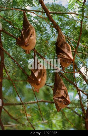 Fledermäuse (Epomophorus crypturus), Fledermäuse, Säugetiere, Tiere, Peter's Fruit bat Kenya Stockfoto