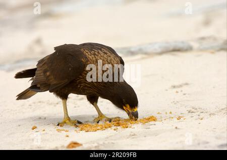 Falkland's Caracara, Falkland's Caracara, Falkland's Caracara, Forester's Caracara, Southern Caracara, Forester's Caracara, Southern Caracara, Birds Stockfoto