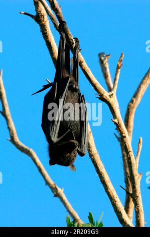 Zentraler fliegender schwarzer Flughund (Pteropus alecto), männlicher, der in einem toten Baum schläft, Südosten von Queensland, Australien Stockfoto