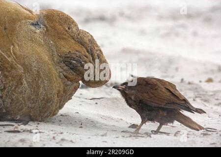 Falkland's Caracara, Falkland's Caracara, Falkland's Caracara, Forester's Caracara, Southern Caracara, Forester's Caracara, Southern Caracara, Birds Stockfoto