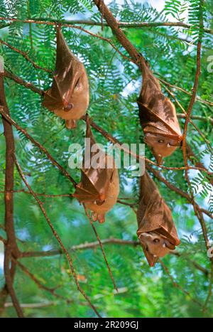 Peters' epaulettierte Fruchtfledermaus (Epomophorus crypturus), vier Tage, Kenia Stockfoto