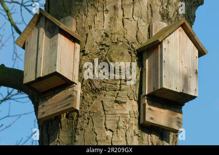 Fledermauskästen, zwei an Eiche befestigt, Kent, England, Großbritannien Stockfoto