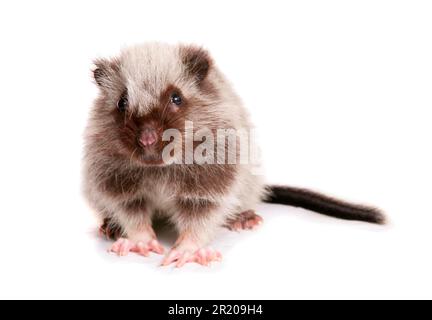 Nördliche luzon-Riesenwolkenratte (Phloeomys pallidus), Nagetiere, Säugetiere, Tiere, nördliche Luzon-Riesenwolkenratte, Jungtiere, sitzend Stockfoto