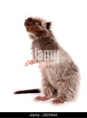 Nördliche luzon-Riesenwolkenratte (Phloeomys pallidus), Nagetiere, Säugetiere, Tiere, nördliche Luzon-Riesenwolkenratte (juvenile), auf Hinterbeinen stehend Stockfoto