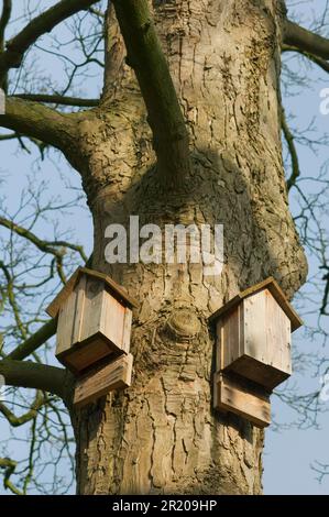 Fledermauskästen, zwei an Eiche befestigt, Kent, England, Großbritannien Stockfoto