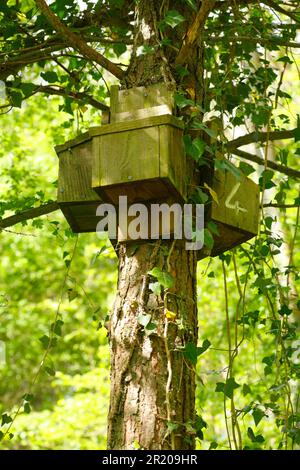 Fledermauskästen, drei an Bäumen in Wäldern, Powys, Wales, Vereinigtes Königreich Stockfoto